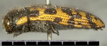 Media type: image;   Entomology 2727 Aspect: habitus lateral view